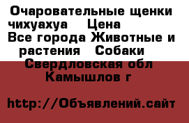 Очаровательные щенки чихуахуа  › Цена ­ 25 000 - Все города Животные и растения » Собаки   . Свердловская обл.,Камышлов г.